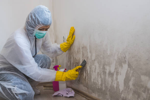 Best Emergency Mold Remediation in Creola, AL